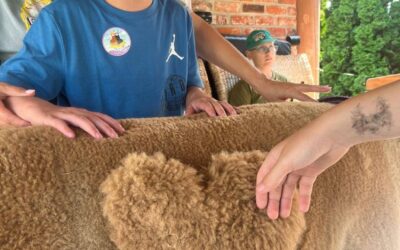 Przygoda w świecie alpak!